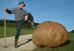 Riesen Kartoffel